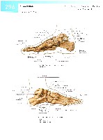 Sobotta  Atlas of Human Anatomy  Trunk, Viscera,Lower Limb Volume2 2006, page 303